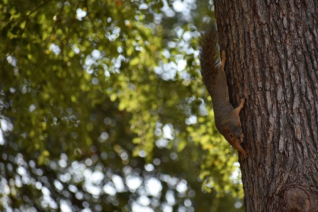 普通的胜利 普通的胜利
