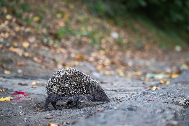 从不言弃 从不言弃